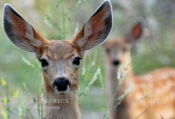 All Ears